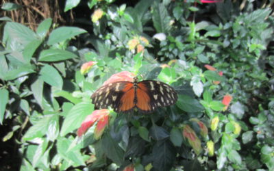 Ausflug in den Palmengarten