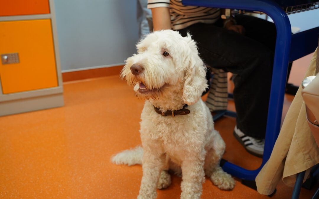 Schulhund Frankie